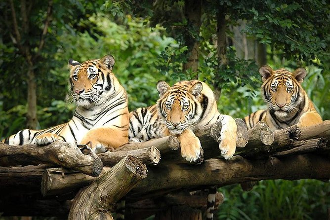Chiang Mai Night Safari Tour including Transfer (Minimum 2 pax) - Getting There: Round-Trip Transfer That Handles the Hard Part