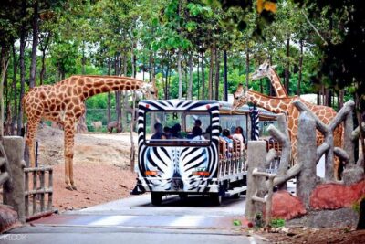 Chiang Mai Night Safari Tour including Transfer (Minimum 2 pax) - Chiang Mai Night Safari’s Background (and Why It’s Different)