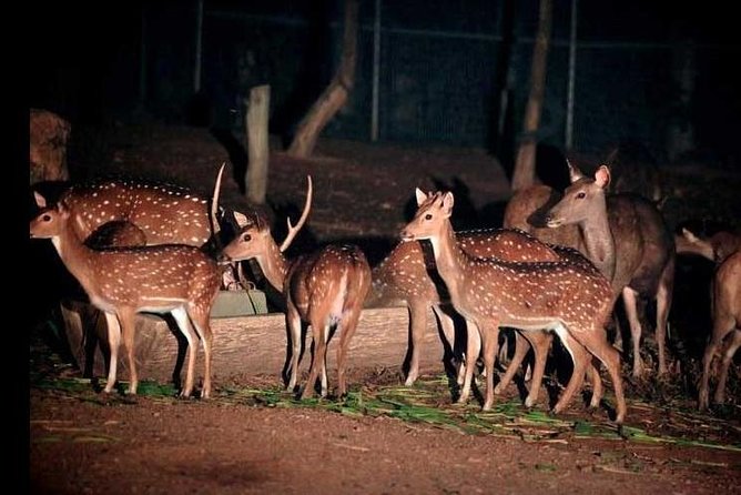Chiang Mai Night Safari Tour including Transfer (Minimum 2 pax) - Animal Proximity and Show Expectations: The Fun Parts and the Tough Questions