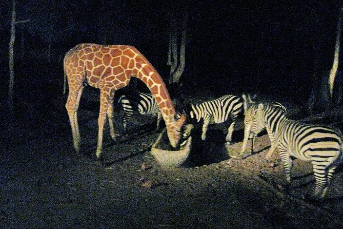Chiang Mai Night Safari Tour including Transfer (Minimum 2 pax) - Price and Value: Is $79.08 Worth It?