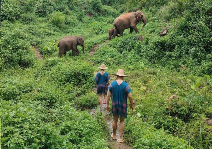 Chiang Mai | TeeTee Elephant Home Elephant Care Half-Day - The Core Half-Day Flow: Fruit, Vitamin Balls, Walking, and Elephant Showers