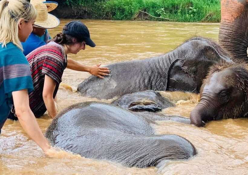 Chiang Mai | TeeTee Elephant Home Elephant Care Half-Day - Ethics and Elephant Well-Being: What Signals Respect Here