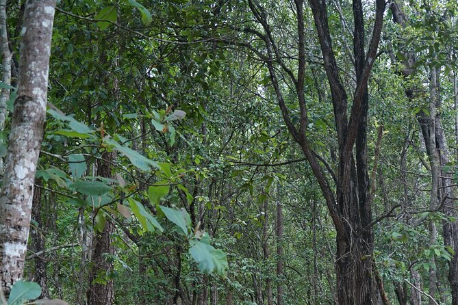 Chiang Mai Trekking Tour :Full day (no rafting) - The jungle trekking in the Doi Inthanon area: trails, nature time, and real movement