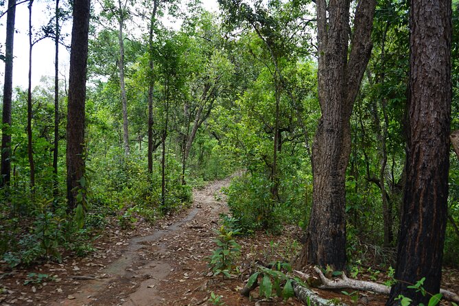 Chiang Mai Trekking Tour :Full day (no rafting) - Waterfalls and lunch: how the day stays comfortable (and delicious)