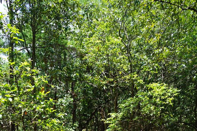 Chiang Mai Trekking Tour :Full day (no rafting) - Who should book this Chiang Mai full-day trek?