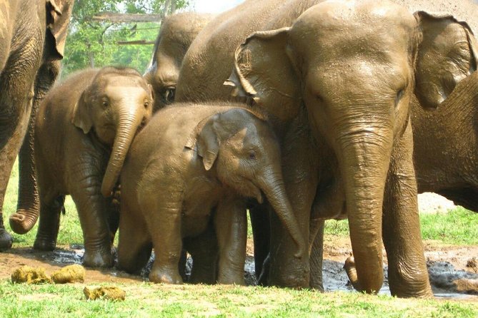 Chiang Mai Zipline White Water Rafting and Elephant Sanctuary - Thai lunch buffet: what it is, what it isn’t, and how to use it