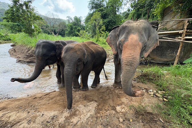 Chiangmai Half Day Visit and Wildlife Experience - Food Moment: Local Pad Thai at the End