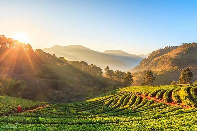 Doi Inthanon Discovery Tour: Waterfalls, Villages & Highest Peak - Price and value: $87.70 for a full day of transportation + guide