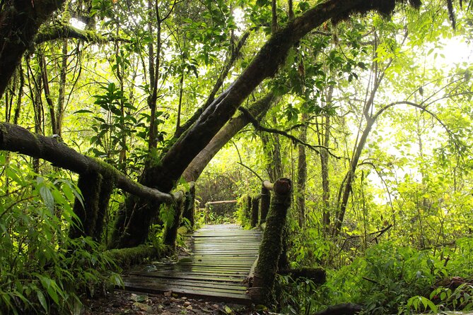 Doi Inthanon National park and 2 hours hiking with private tour - The Downhill Trek: Pha Dok Siew Terrace Waterfall and Rice Terraces
