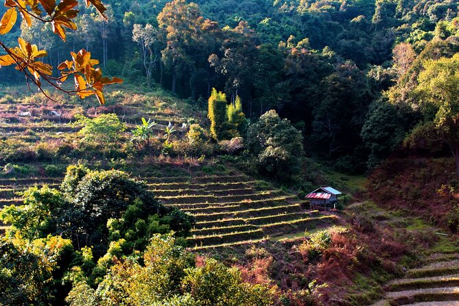Doi Inthanon National Park, Waterfall & Royal Project Day Tour From Chiang Mai - How the day feels: walking level, timing, and weather reality