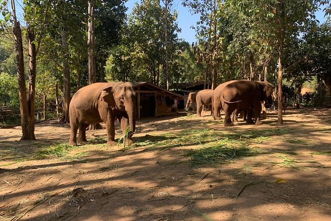 Elephant Sightings , Bamboo Rafting Through The Jungle, Swimming In a Waterfall - Your Mae Wang jungle day, from 9:00 am to back again