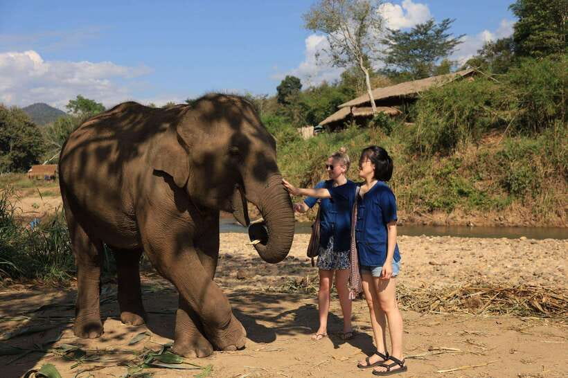 From Chiang Mai: Living Green Elephant Sanctuary Tour - Half-day vs full-day: picking the right length