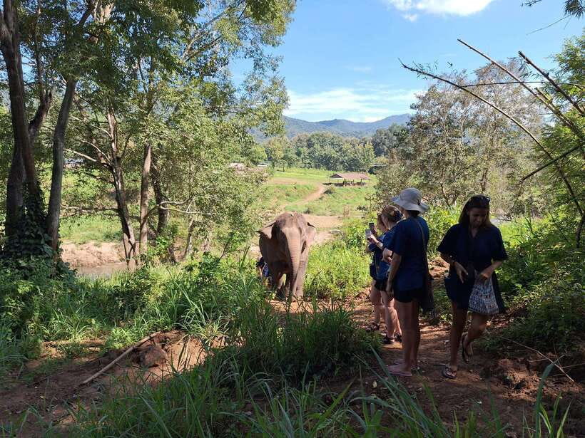 From Chiang Mai: Living Green Elephant Sanctuary Tour - Full-day extras: medicine balls, seed planting, and learning-by-doing