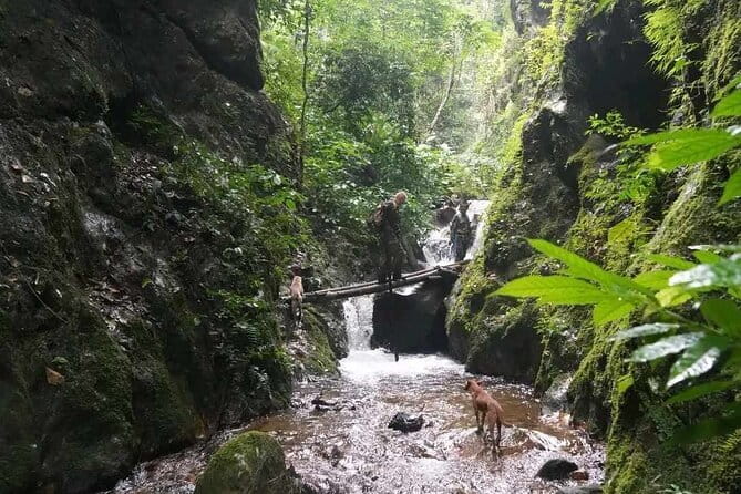 Full Day Doi Saket Hiking Tour - Morning trek: jungle walking, big trees, and mountain views