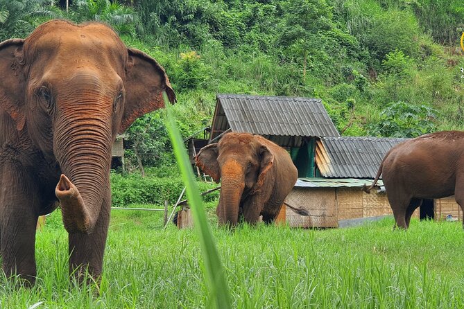 Full Day Experience at Ran-Tong Save & Rescue Elephant Centre - Key highlights worth planning for