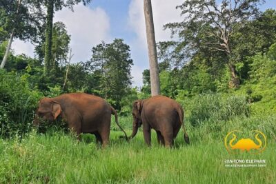 Full Day Experience at Ran-Tong Save & Rescue Elephant Centre - From Chiang Mai City to Mae Taeng: The Ride That Sets the Mood