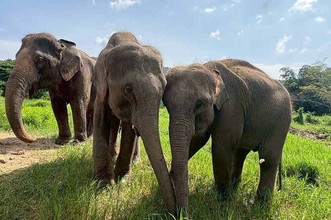 Half Day Elephant care and Whitewater Rafting Adventure - Lunch Break That Actually Helps: Local Food Mid-Adventure
