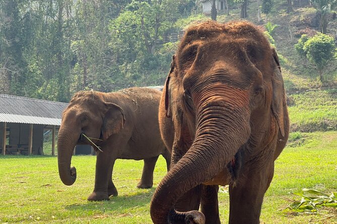Half-Day Elephant Experience at Rantong - Arrival and first contact: Karen-style dress and the elephant school start