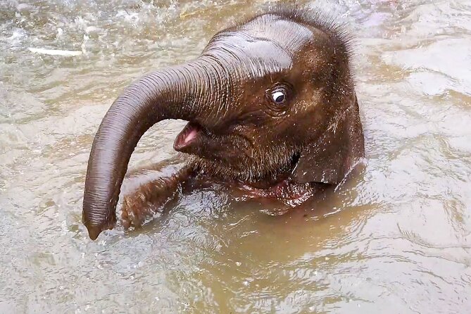 Half Day: Elephant Village Sanctuary - Key highlights worth knowing before you go