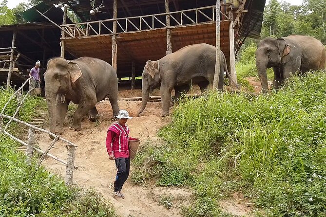Half Day: Elephant Village Sanctuary - The forest trek and mini waterfall splash (and how to prepare)
