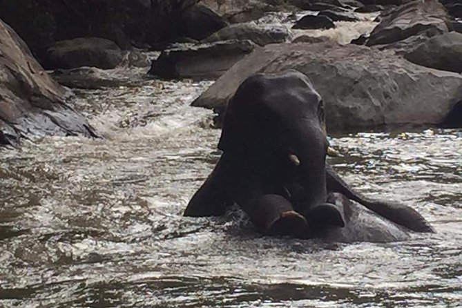 Half day Elephants in Nature Experience (Morning) - Key Highlights You’ll Care About