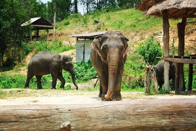 Half day Elephants in Nature Experience (Morning) - The Half-Day Timing That Fits Real Chiang Mai Days