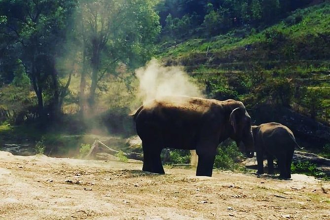 Half day Elephants in Nature Experience (Morning) - A Guide Like Korn Changes the Whole Experience