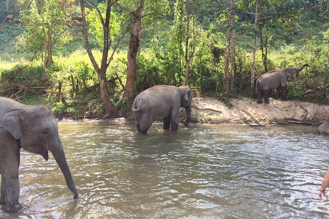 Half day Elephants in Nature Experience (Morning) - Who This Tour Suits Best (And Who Might Want Something Else)