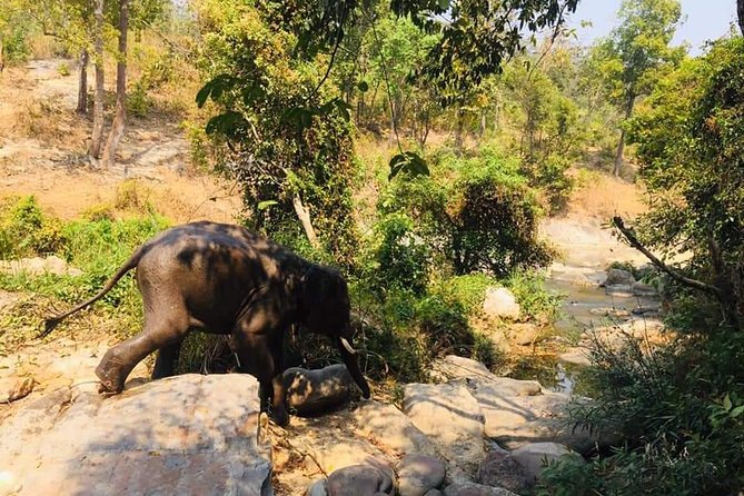 Half day Elephants in Nature Experience (Morning) - Meeting Elephants at Their Home: Natural Habitat, Small Group Feel