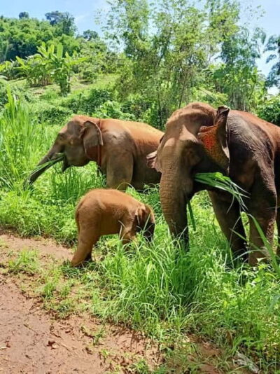 Half-day with CHIANGMAI ELEPHANT CARE program (12pm-6pm.) - Getting to CHIANGMAI ELEPHANT CARE and changing into the uniform