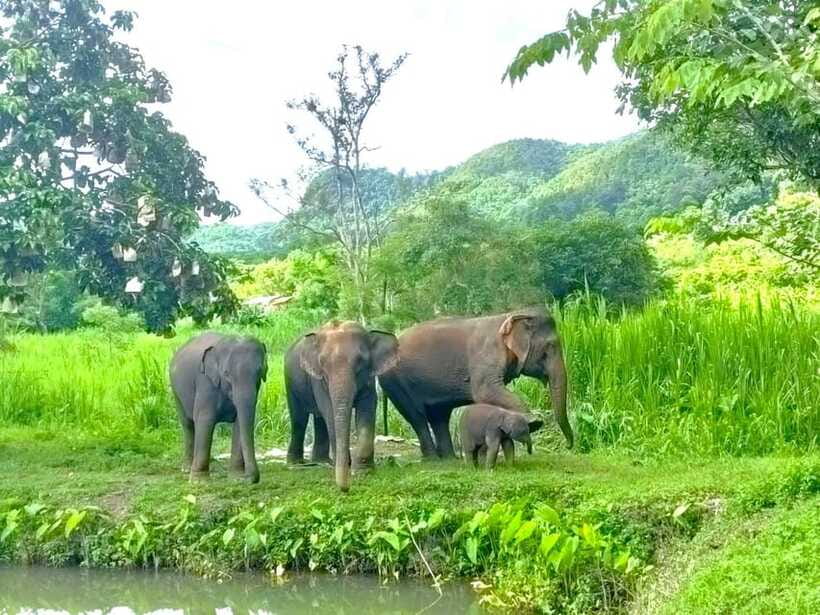 Half-day with CHIANGMAI ELEPHANT CARE program (12pm-6pm.) - What you actually get for $54 (and why it can be good value)