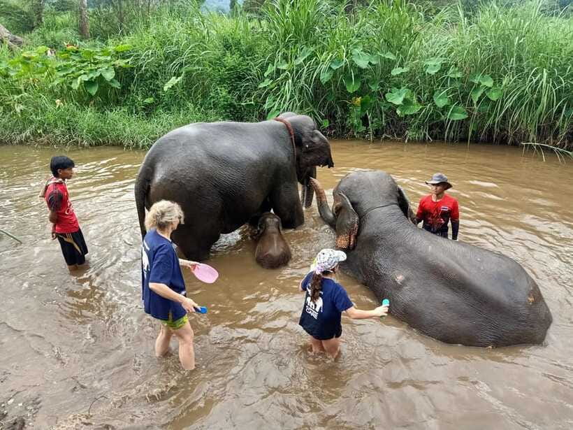 Half-day with CHIANGMAI ELEPHANT CARE program (12pm-6pm.) - Ethics and expectations: what “elephant-first” looks like on the ground