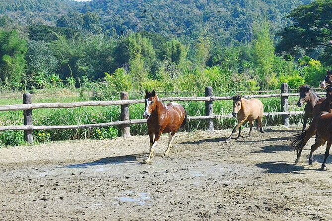 Horse Lesson+Riding+Wat Tonkwen wooden temple.Chiangmai - Getting There From Chiang Mai: Why Hotel Pickup Changes Your Day