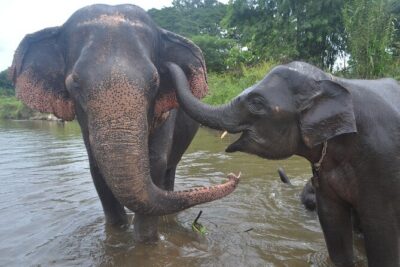 Inthanon Heaven Trail(Living Green Elephant Sanctuary) - Elephant time: what the interaction really feels like
