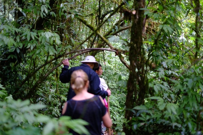 Inthanon Small-Group with Kew Mae Pan Trail from Chiang Mai include Lunch - The Royal Agricultural Project: where your lunch actually makes sense