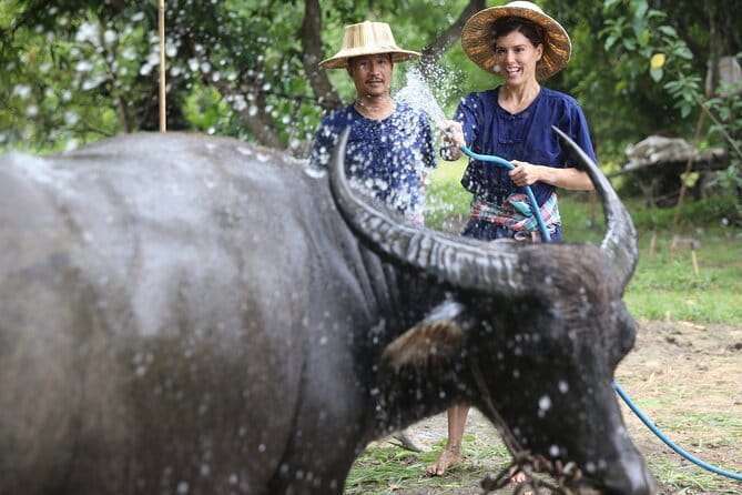 Local Farming Experience in Chiang Mai, Thailand - Your 3-hour rice and buffalo workout at Hang Tueng Farm
