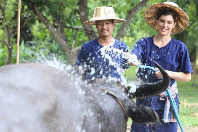 Local Farming Experience in Chiang Mai, Thailand - Uprooting rice seedlings: mud, care, and bamboo rope work