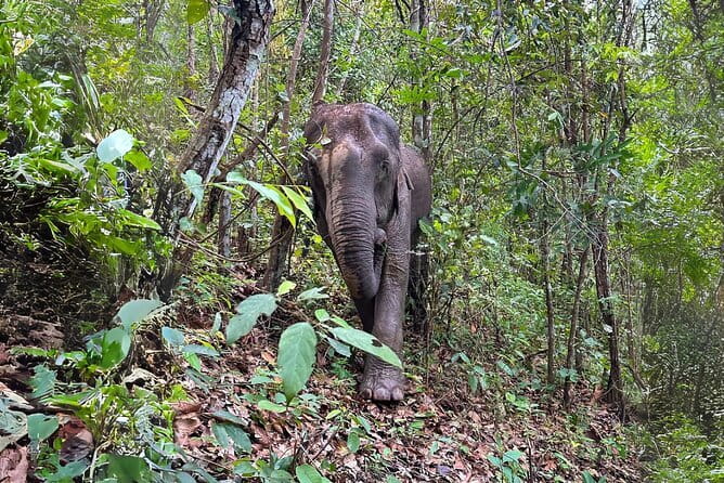 Local Farming Experience in Chiang Mai, Thailand - Price and logistics: is $58.60 a fair deal?