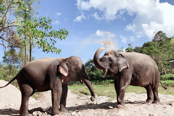 Local Farming Experience in Chiang Mai, Thailand - Who should book this farm workshop in Chiang Mai?