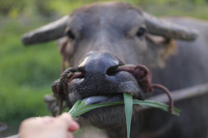 Local Farming Experience in Chiang Mai, Thailand - Meeting Uncle Serd and the farm routine with Riam Thai buffalo