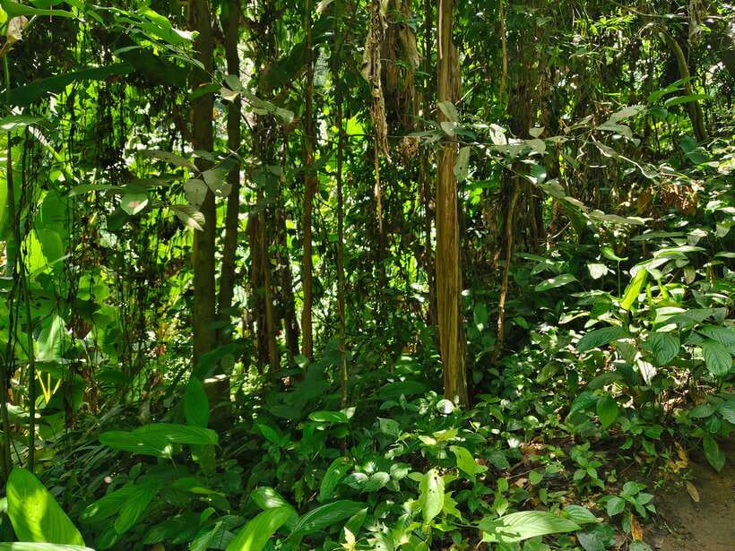 Monk trails hike, Wat Phalat, Monk chanting, Wat Doi Suthep. - Key things to know before you go