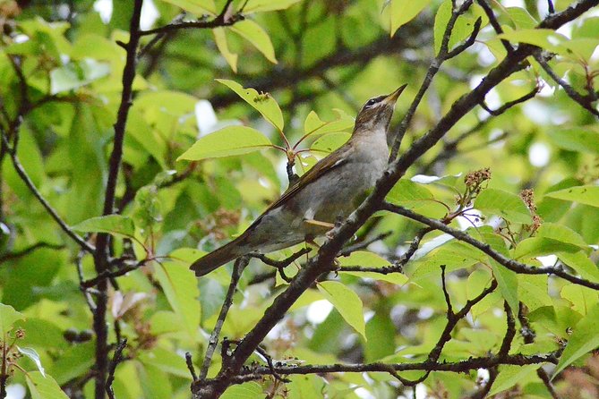 Mount Doi Inthanon Hiking & Bird Watching - Key things to know before you go