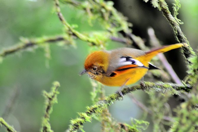 Mount Doi Inthanon Hiking & Bird Watching - Why Doi Inthanon is such a big deal for birds