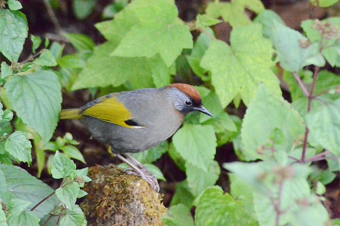 Mount Doi Inthanon Hiking & Bird Watching - Breakfast, lunch, and what the tour handles for you