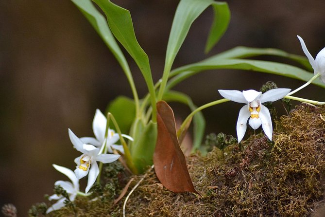 Mount Doi Inthanon Hiking & Bird Watching - Who this tour fits best (and who should skip)