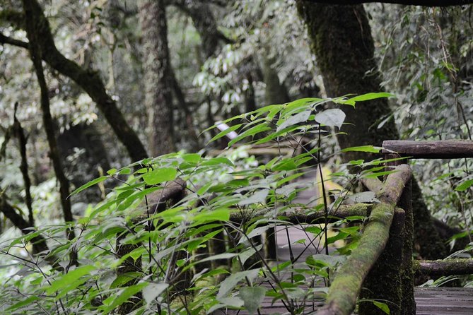 Mount Doi Inthanon Hiking & Bird Watching - Bird watching on Doi Inthanon: where the sightings come from