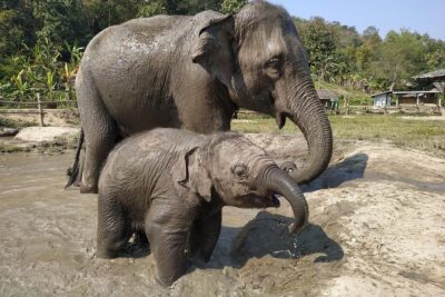 One Day Hiking and Elephant experience by Chiang Mai Elephant Home - Bamboo rafting for about an hour: fun, but pack smart