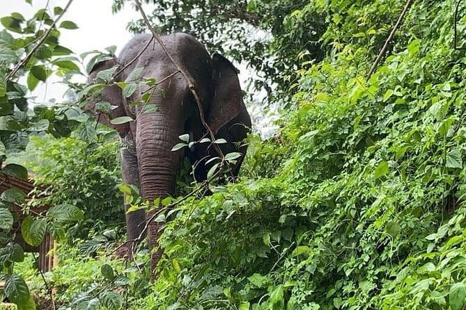 One Day Sticky Waterfall, White Water Rafting,Elephants Sanctuary - Elephant Sanctuary Visit: Why This Part Gets High Marks
