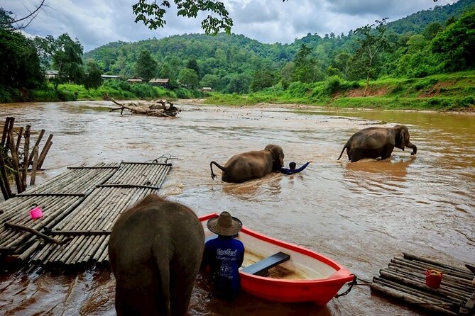Private 3 Day Chiang Mai and Chiang Rai Tour - Day 1 in Chiang Mai: sticky waterfall fun and an elephant ethical intro