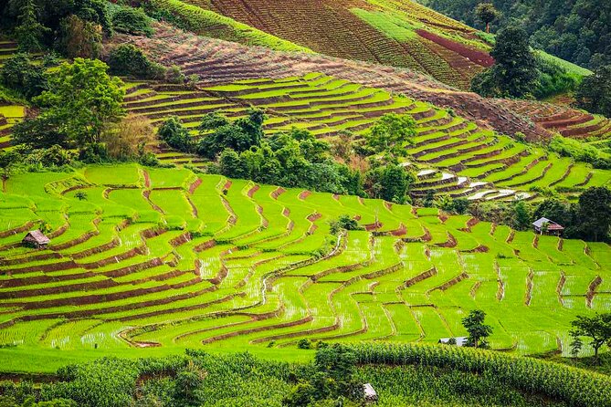 Private Program Discovery Chiang Mai - Half/Full day / Night tour - Wat Chedi Luang Varavihara: the big chedi stop that sets the tone